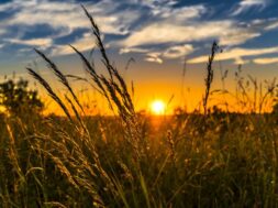 landscape-nature-grass-horizon-cloud-plant-1407864-pxhere.com
